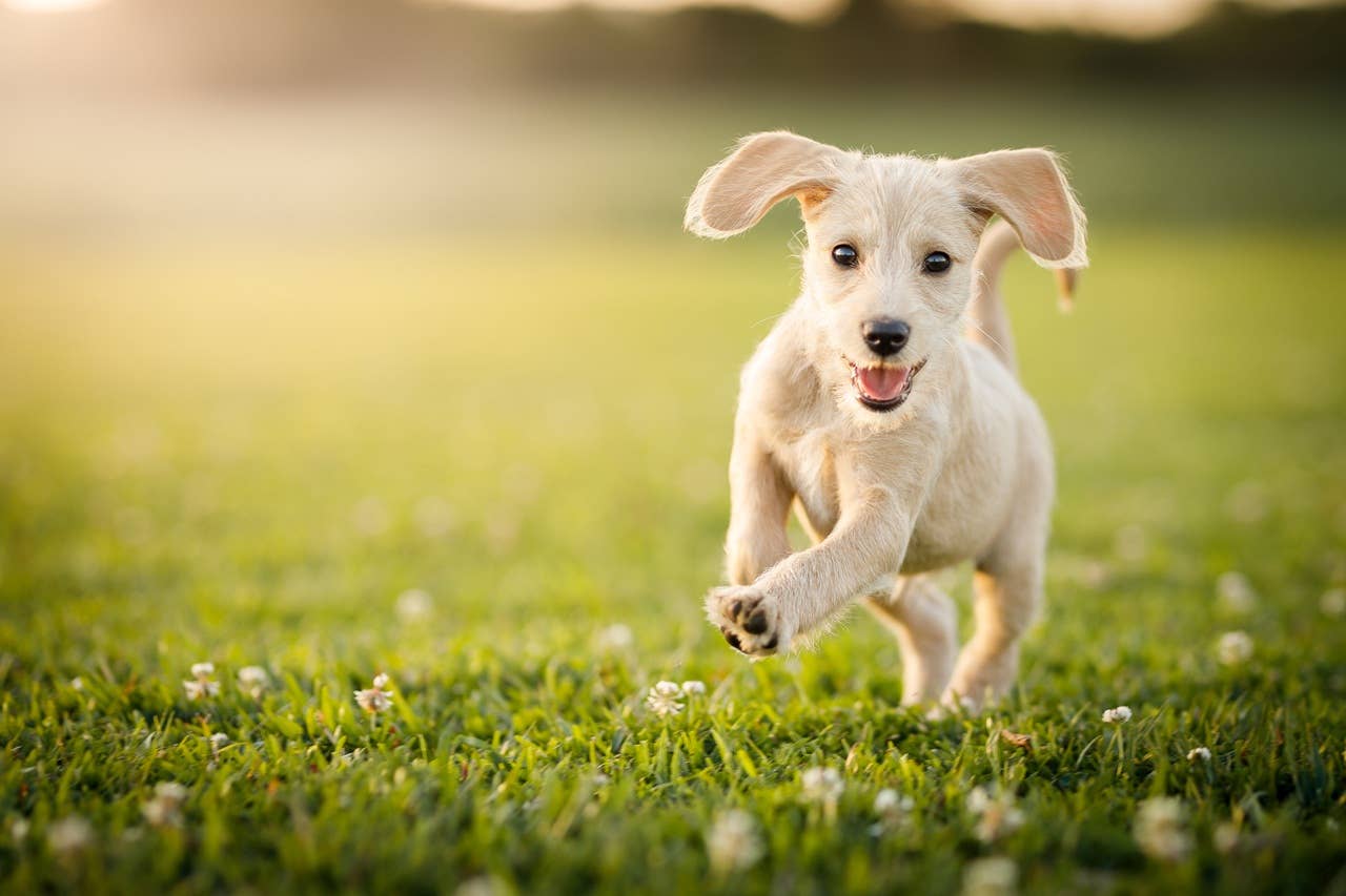 Pyramind Dog 8 Dog Body Language Signs to Understand Your Dog - Parade Pets