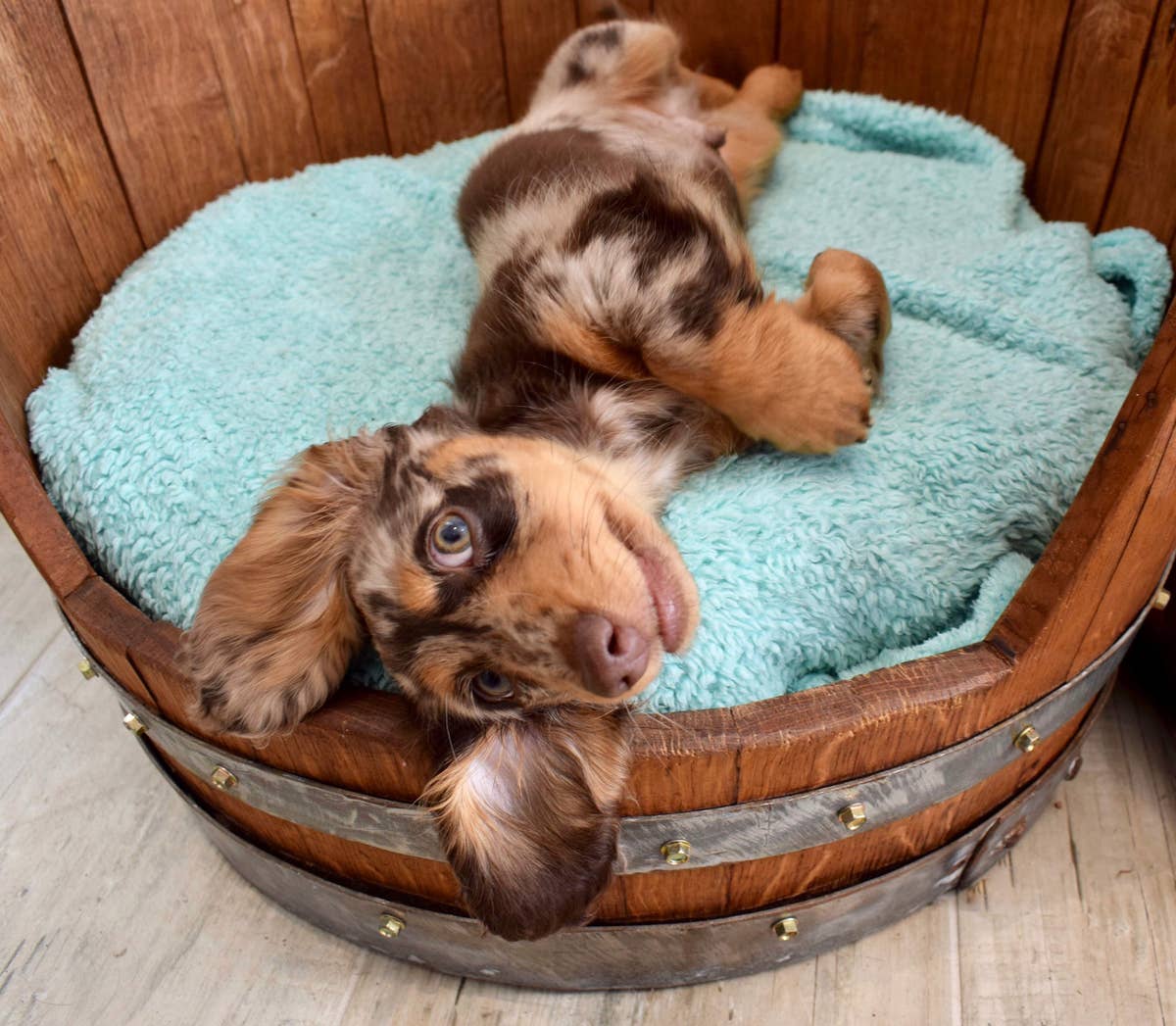 Mini Dachshund and Her Mom Have the Cutest Morning Coffee Routine - Parade  Pets
