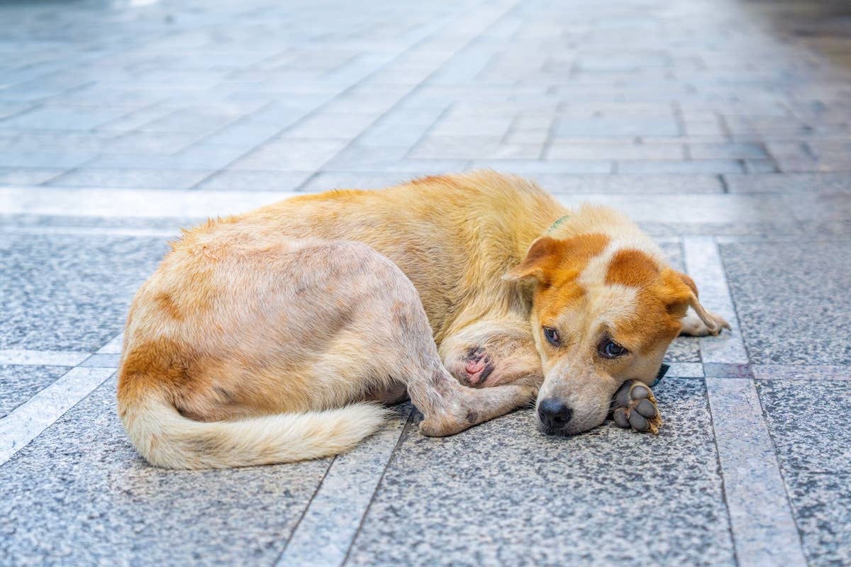 Rescue Labrador Mix Uses His Own Tail as a Pillow - Parade Pets