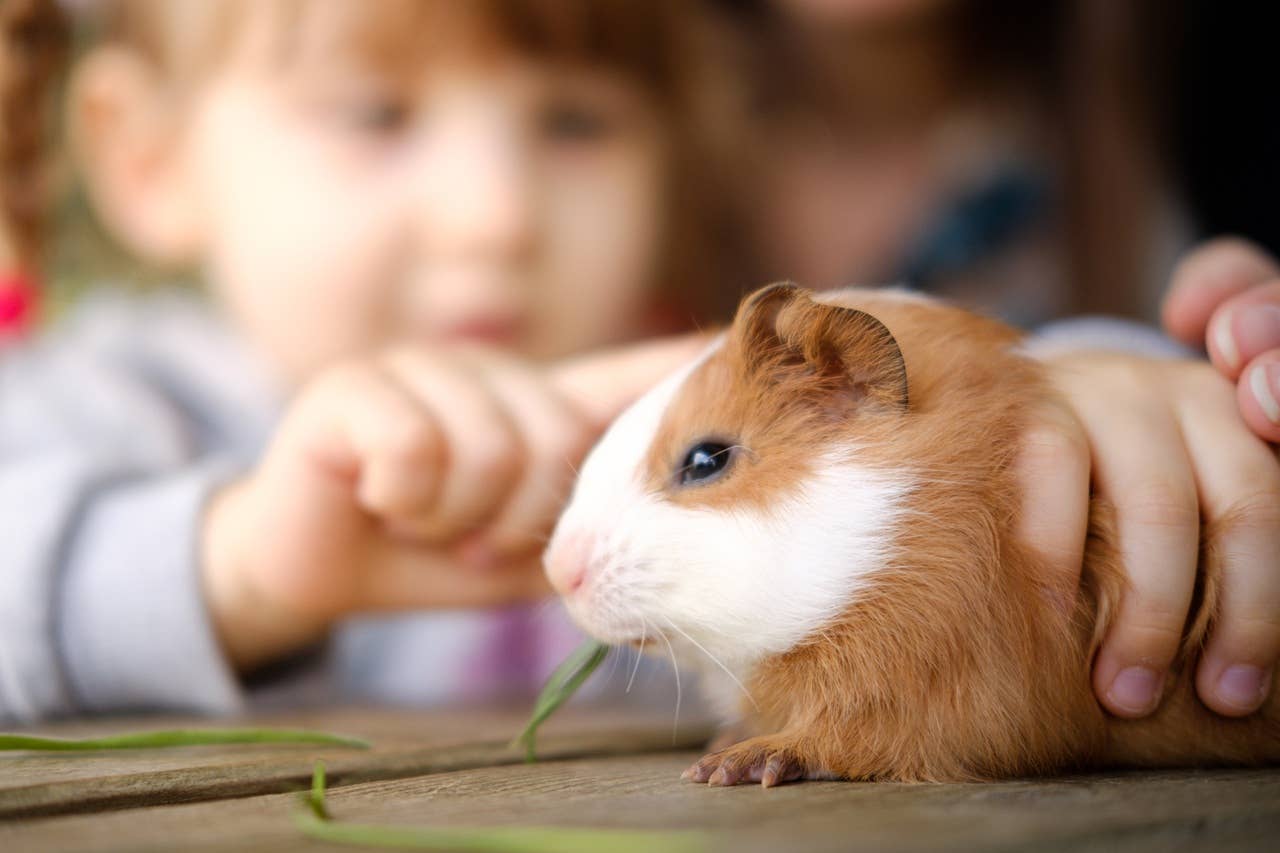 Best Indoor Pets For Kids