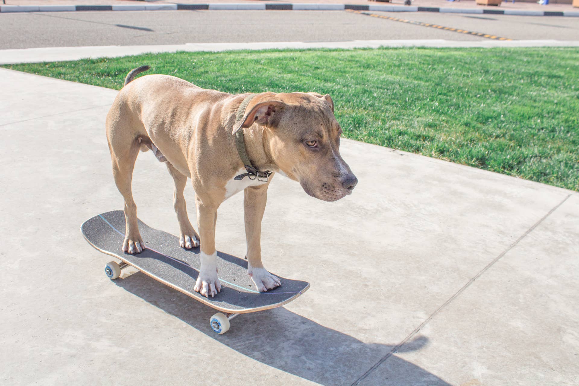 Amazing Dog Riding a Onewheel Is 'What the Internet Was Made For ...