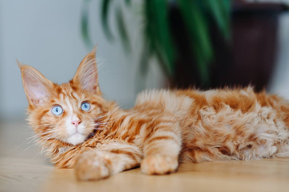 Orange Maine Coon Mom Is the Ultimate Multitasker and We're Tired Just ...