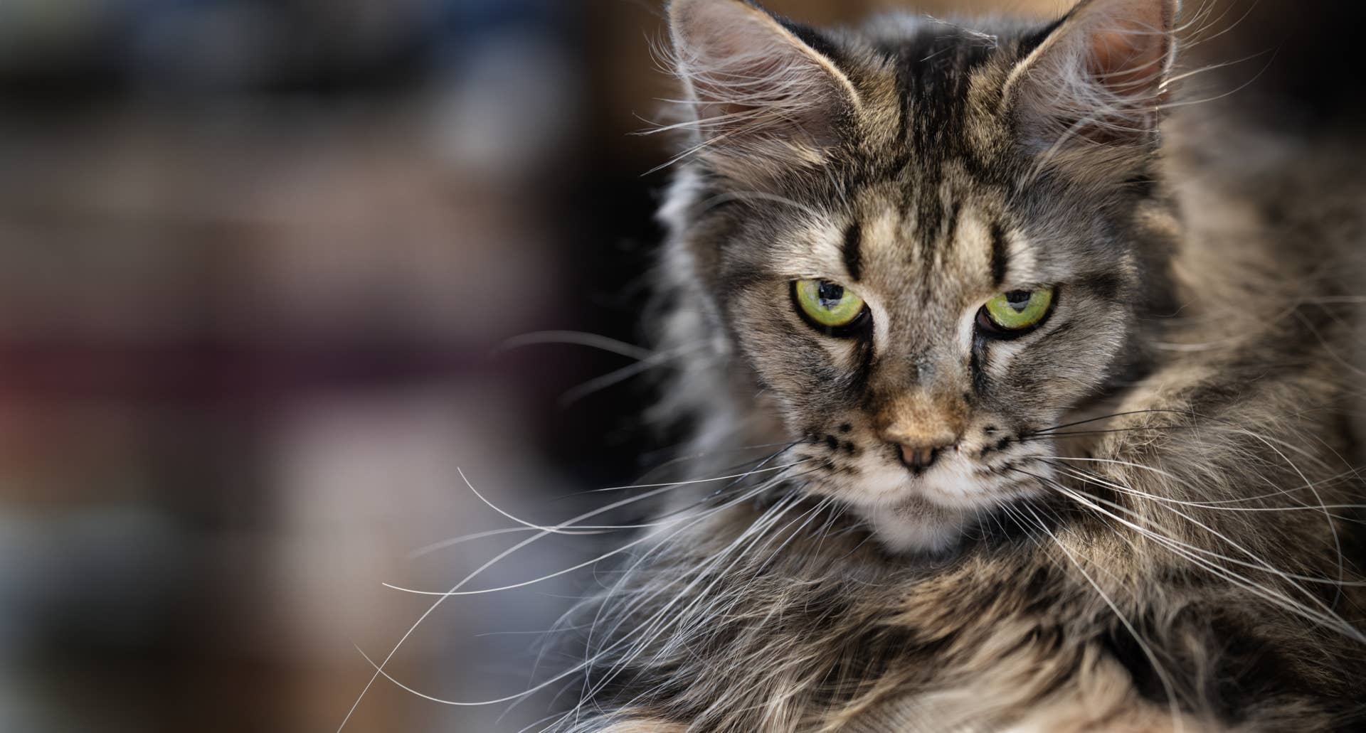 20 Big Cat Breeds That Are the Largest House Cats - Parade Pets