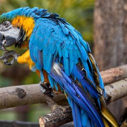 Little Girl Helps Disabled Parrot ‘Feel Like He’s Flying’ and He’s So Happy and Flappy