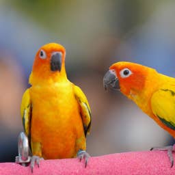 Tiny Parrots Join in on Neighbor’s Late-Night Party With the Silliest Dance Moves