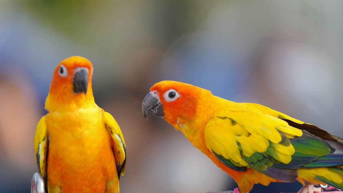 Silly, Tiny Parrots Join in on Neighbor’s Late-Night Party - Parade Pets