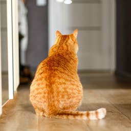 Humongous Foster Cat Who Looks Like Emma Stone Is Our New Orange Queen