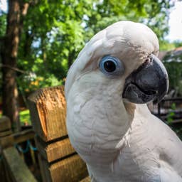 Cockatoo's Cute Curiosity Seeing Turkey Vultures Is Too Precious for Words