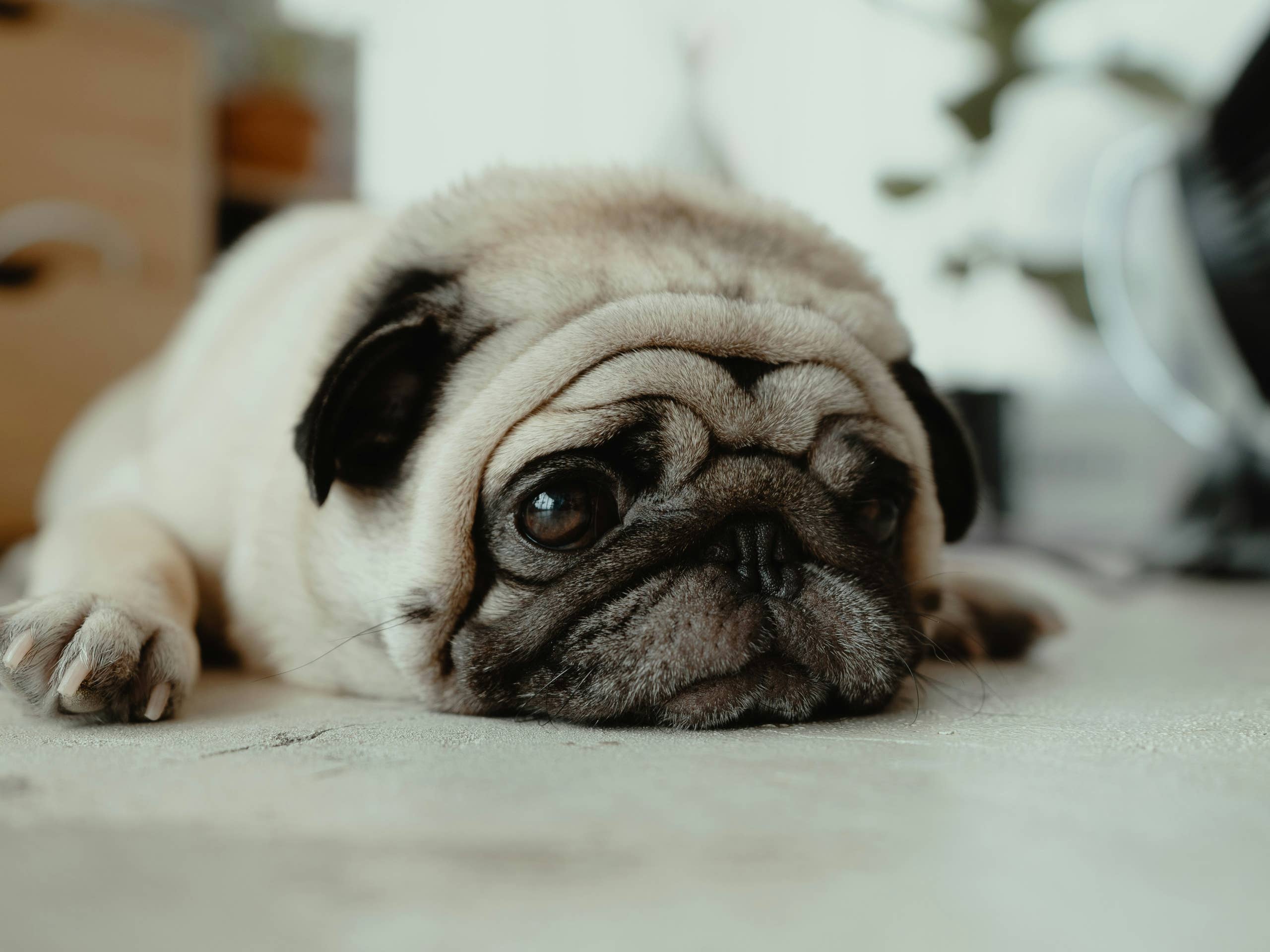 Grumpy Pug’s Angry Reaction to Slow Feeder Has Everyone Laughing ...