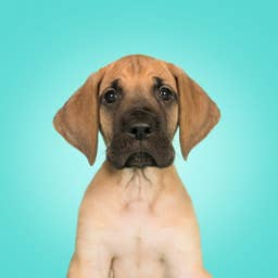 Great Dane Puppy Stomps Around on Giant Feet He Hasn’t Grown Into Yet