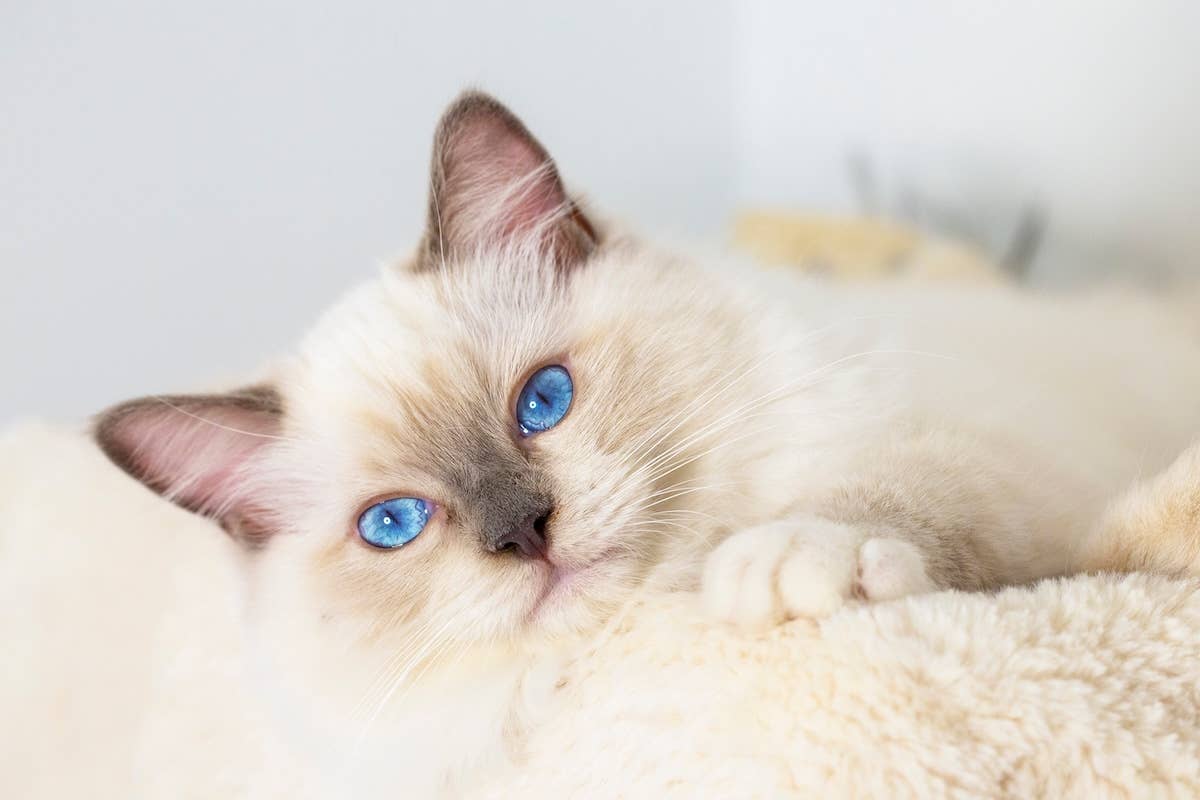 Super Rare Bengal-Ragdoll Mix Is Like a Silky Dream Cloud - Parade Pets