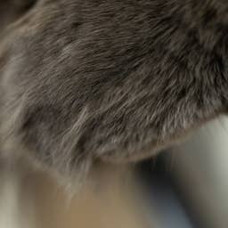 Super Rare Bengal-Ragdoll Mix Is Like a Silky Dream Cloud