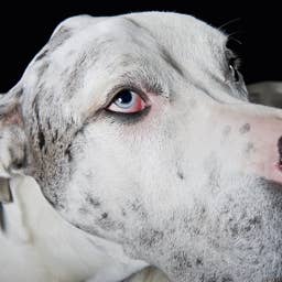 Great Dane Who ‘Fell in Love’ With a Maine Coon Kitten Is Such a Gentle Giant