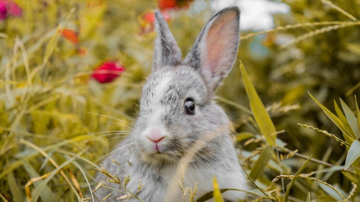 360 Rabbit Names for Your Bunny (Cute & Funny Options) - Parade Pets