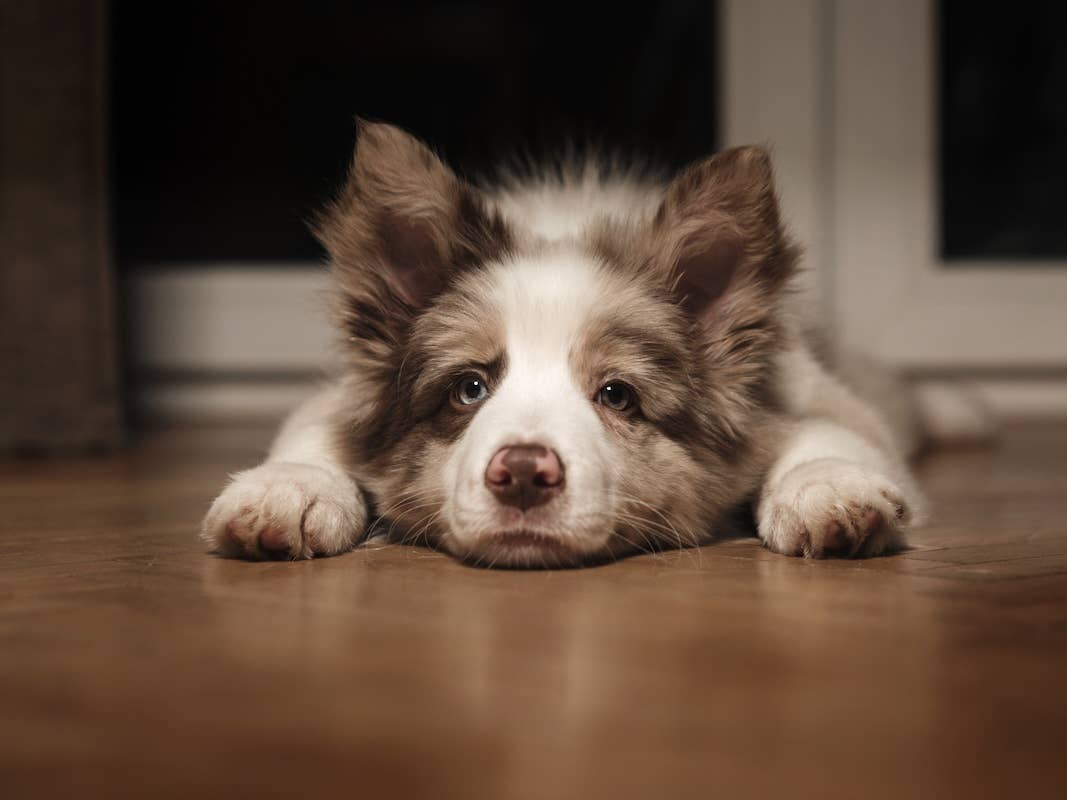 Border Collie Foster Puppy Sliding on His Belly for Pets Is Too Sweet ...