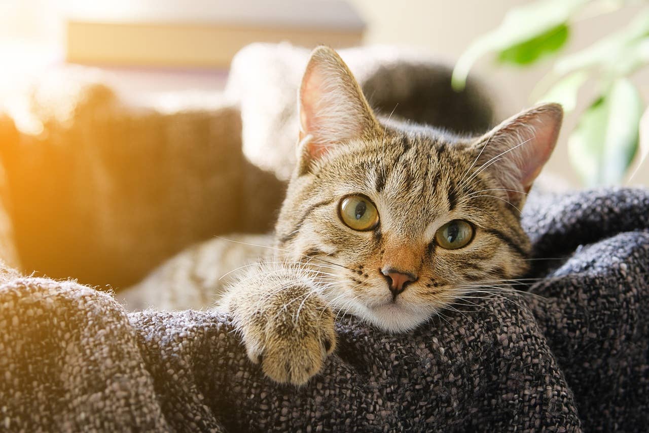 Como Saber se Meu Gato Está Estressado? 10 Sinais Para Observar