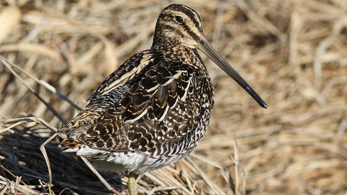 Rarely Seen Bird Keeps Popping up in NYC's Bryant Park and People Are Having a Field Day