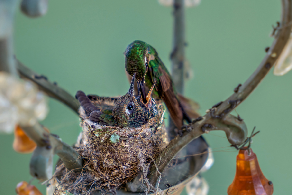 Rare Video of Tiny Baby Hummingbird Looking for a Snack Is Awe ...