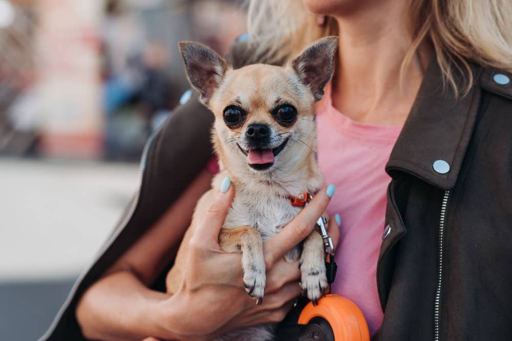 Most Popular Dog Breeds by State: America's Favorite Dogs Mapped ...