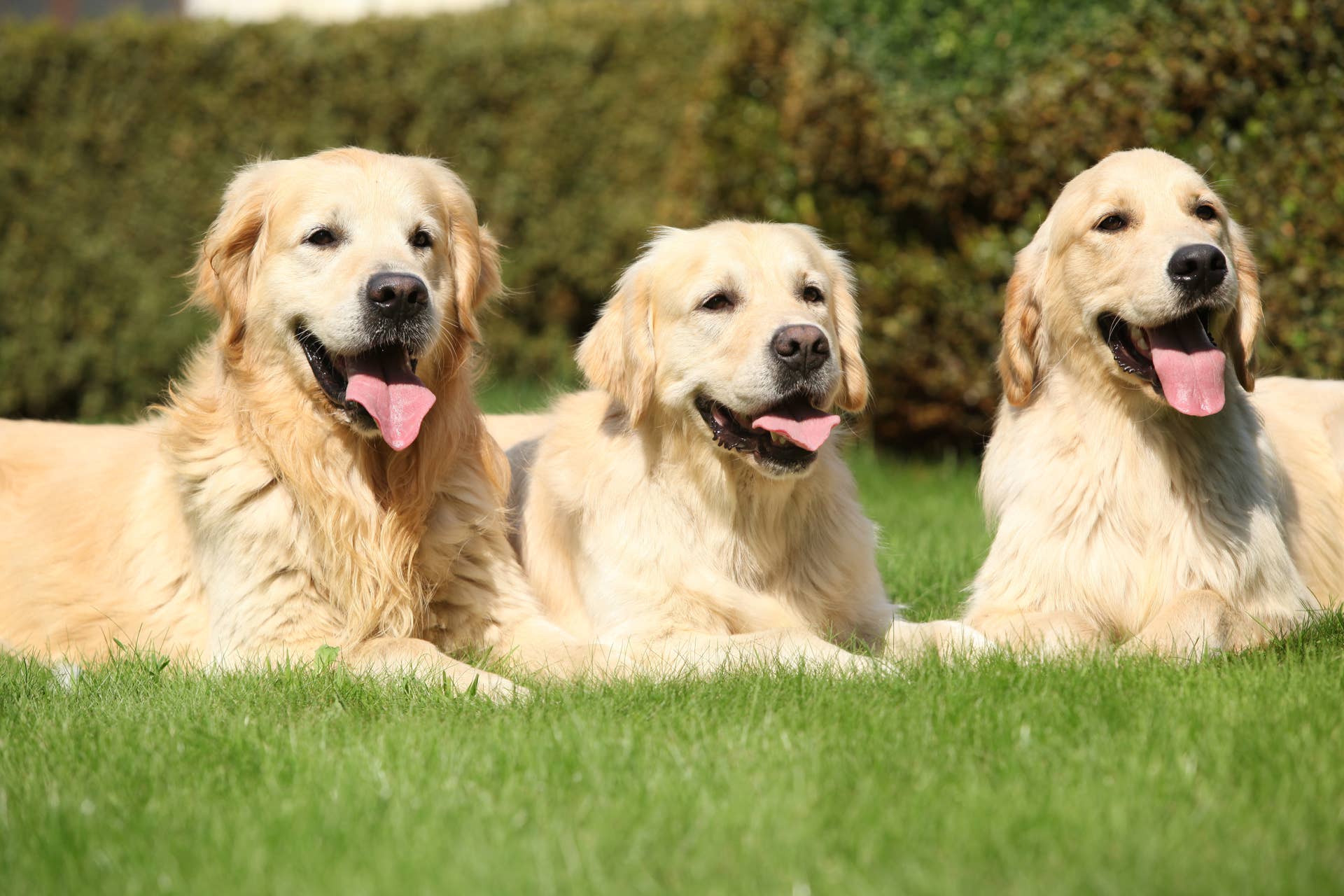 A Golden Retriever Finds Weed In Park And Ends Up At The Vet Parade Pets A Golden Retriever Finds Weed In Park And Ends Up At The Vet Parade Pets
