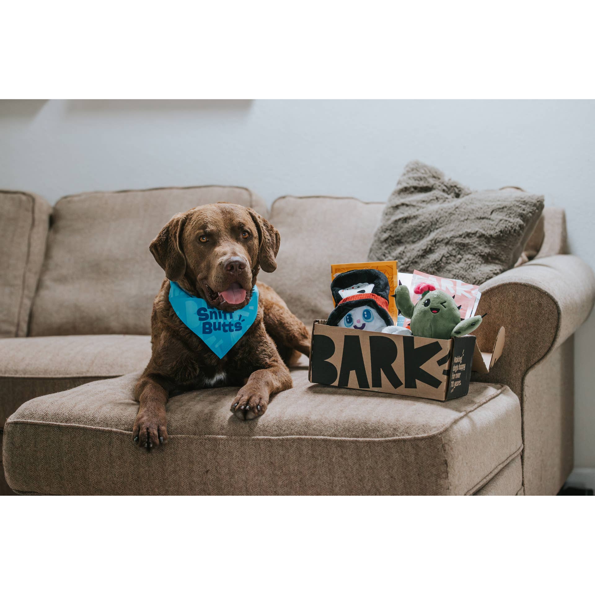 BarkBox's Subscription Box Offers Free Dog Toys for 1 Year - Parade Pets