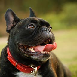 These Popular Dog Breeds Struggle to Breathe: Study Reveals the Worst Offenders