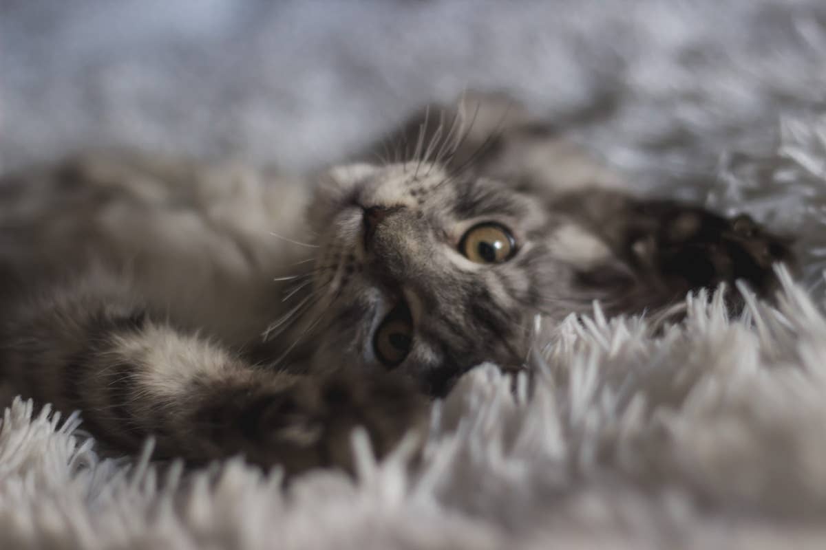 tiny gray kitten