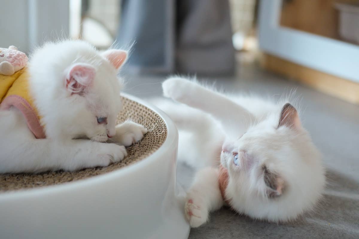 Baby Ragdoll Kitten Playing With Her Mom’s Tail Is So Cute - Parade Pets