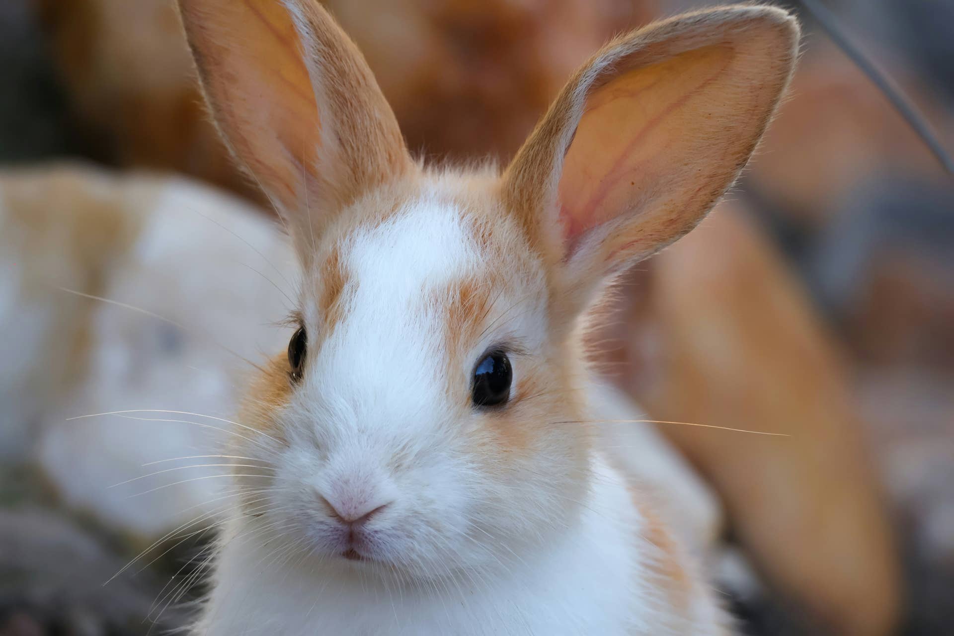 Really Cute Bunny Pictures
