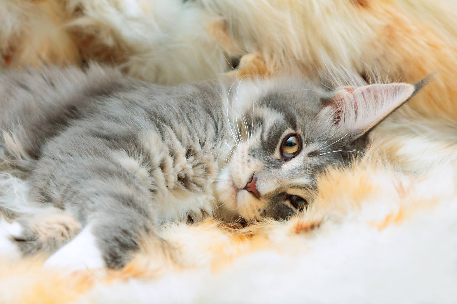 Cat Breed Ranked No.1 'Best for Apartment Dwellers' Is a Quiet and ...