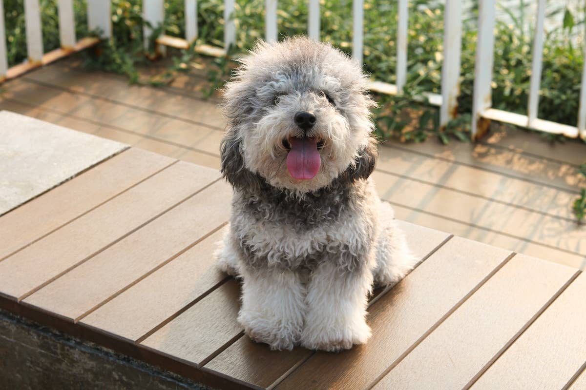 small-silver-poodle-sitting-on