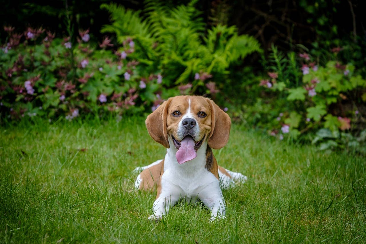 Visual Reference: 7 Short Haired Dog Breeds That Barely Need Grooming Say