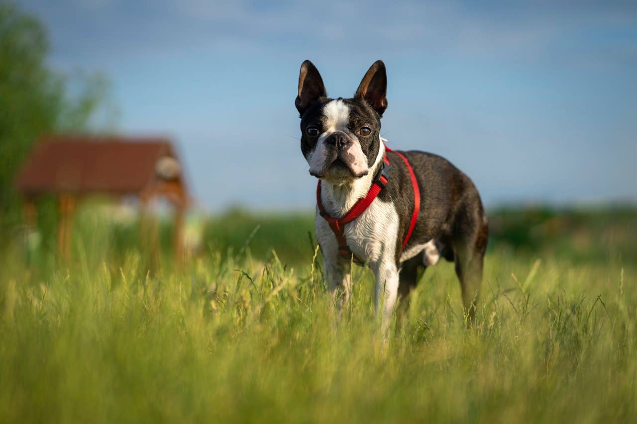 Curated visual reference: Shorthair Boston Terrier Grooming Needs Reference: 7 Short Haired Dog Breeds That Barely Need Grooming Say
