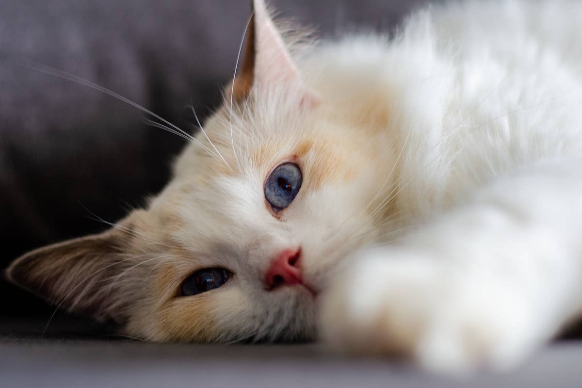Dapple Ragdoll Ragdoll Cat’s ‘Secret Boyfriend’ Reveal Has Mom in Stitches - Parade Pets