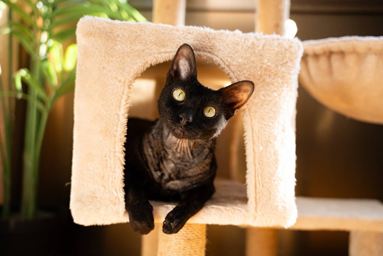 7-funny-cat-breeds-with-silly-personalities-vet-approved-parade-pets