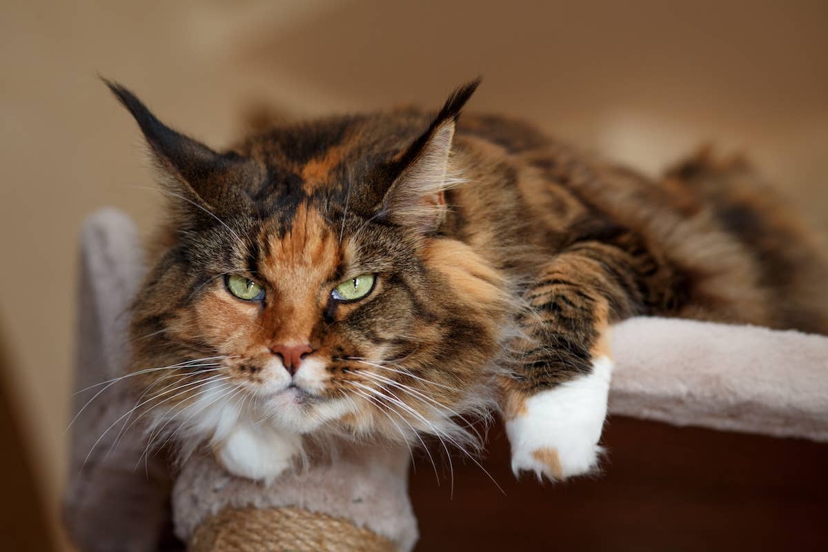 Giant Maine Coon’s ‘Post-Nap Ears’ Are the Cutest Bedhead - Parade Pets