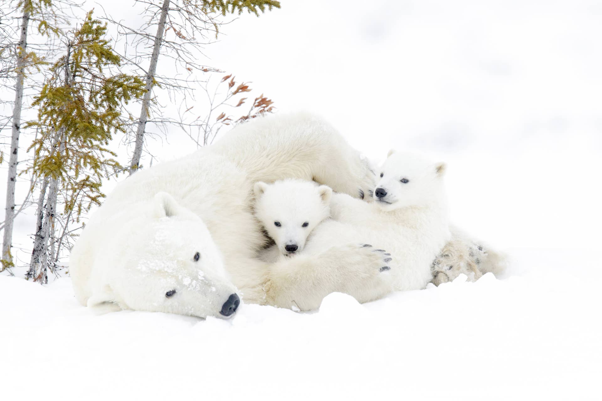 Rescued Bear Who 'Finally Feels Safe Enough to Rest' Is a Thing of Pure ...