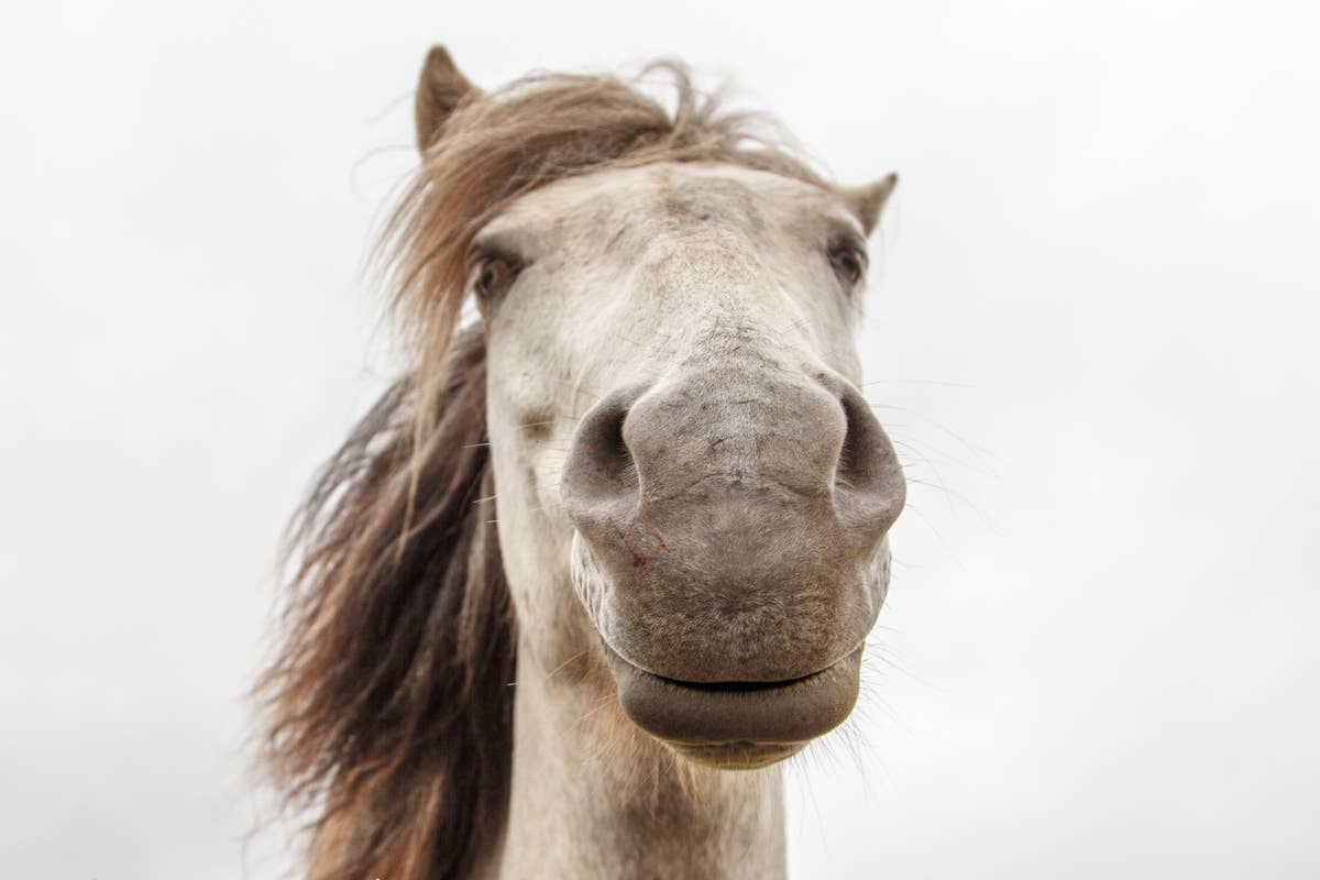 horse-who-sits-like-a-dog-and-lounges-like-a-house-cat-will-steal