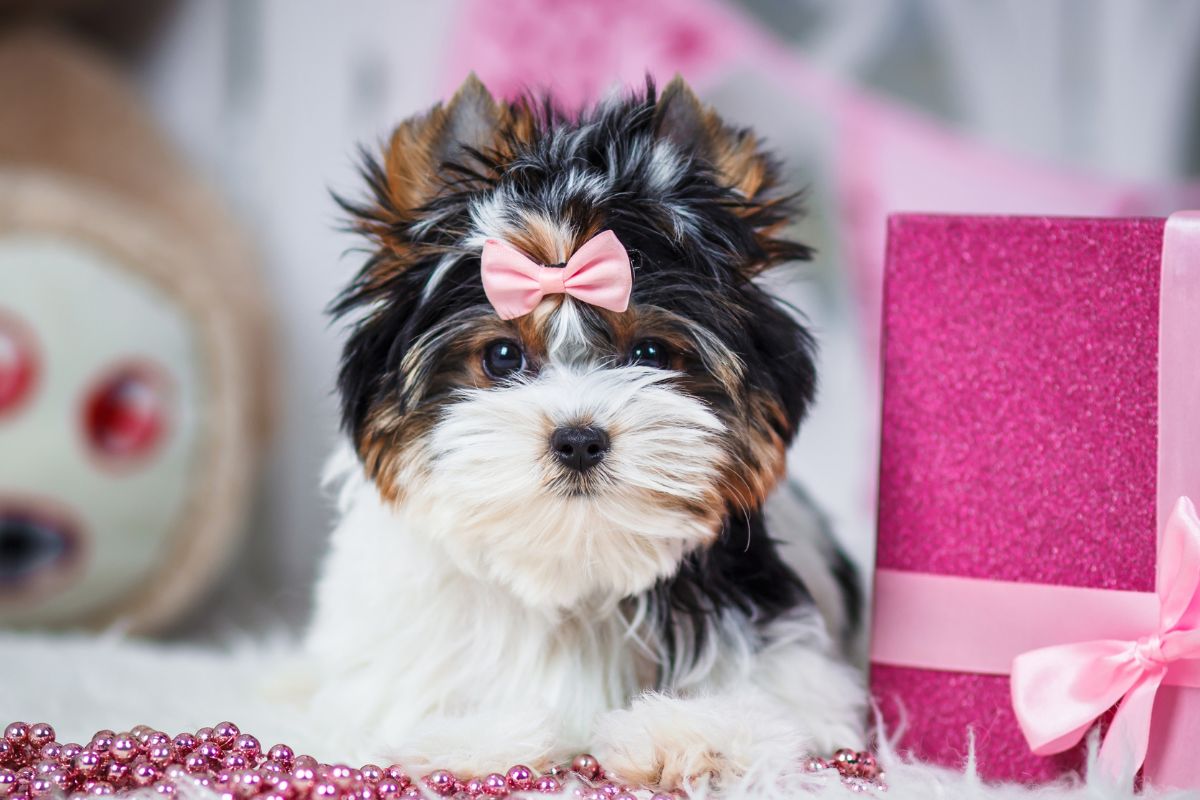 Tiny Rare Dog Breed Looks So Much Like a '90s Toy, People Think These ...