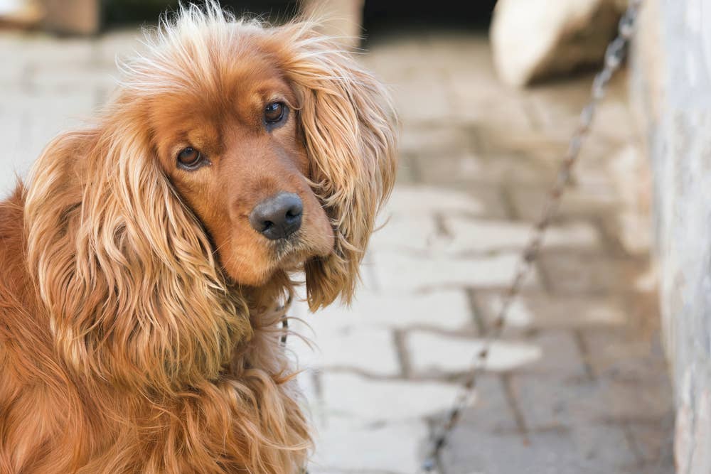 Cocker Spaniel's Sad Face Upon Realizing She's Sharing Room With New ...