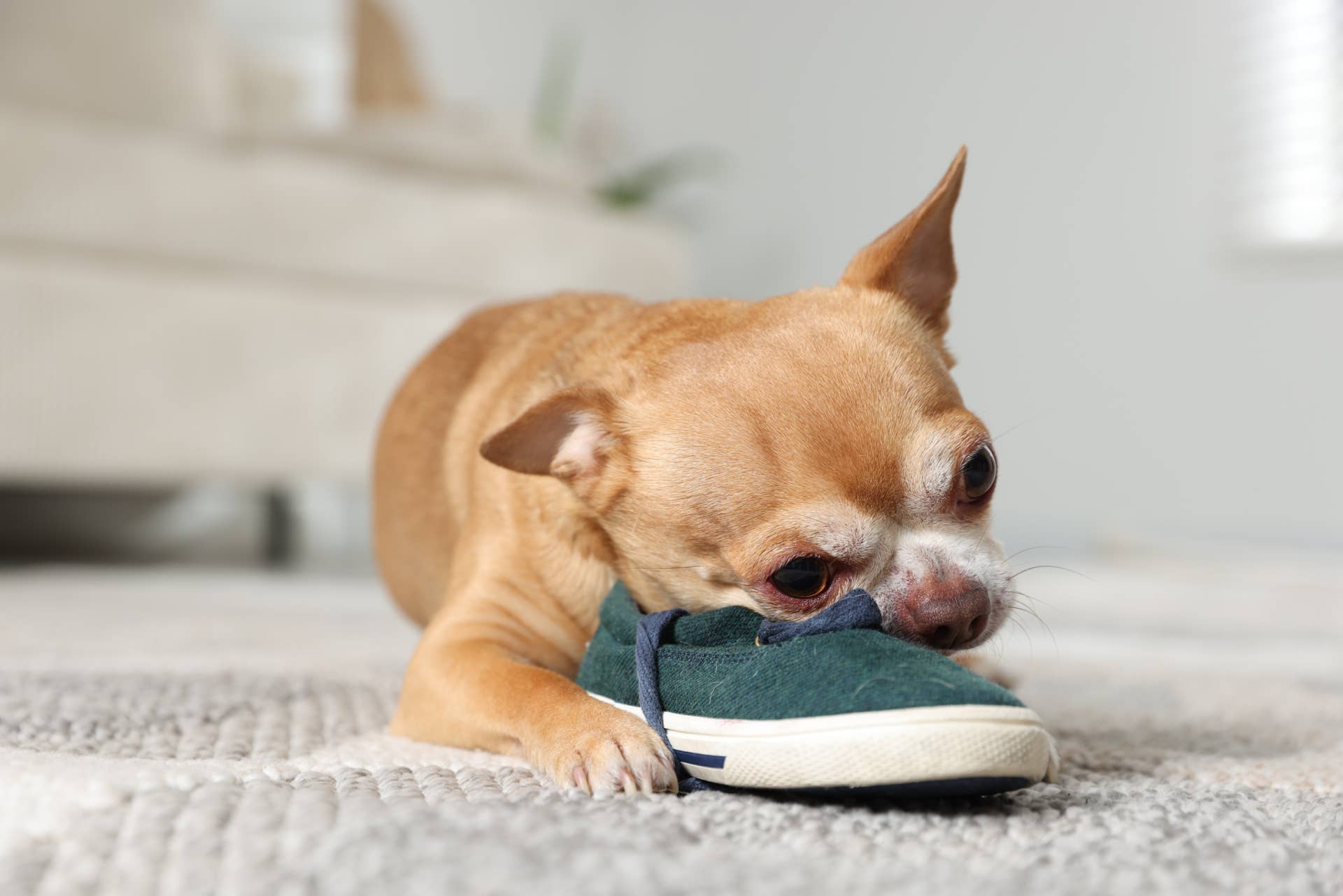 Dogs Ripping Shoes Experts Reveal Why Your Dog Steals Your Shoes: The Reason Is Totally ...