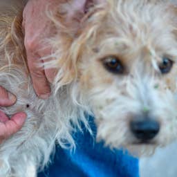 Vets Issue Urgent Warning for Dog Owners as Tick Season Arrives Early in These States