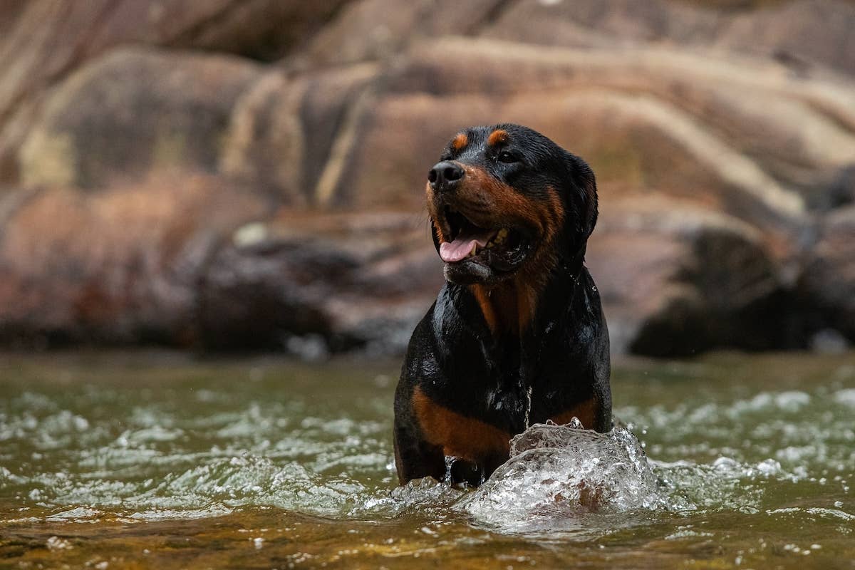 Rottweiler Auditions for ‘Phantom of the Paw-Pera’ With the Most Epic ...