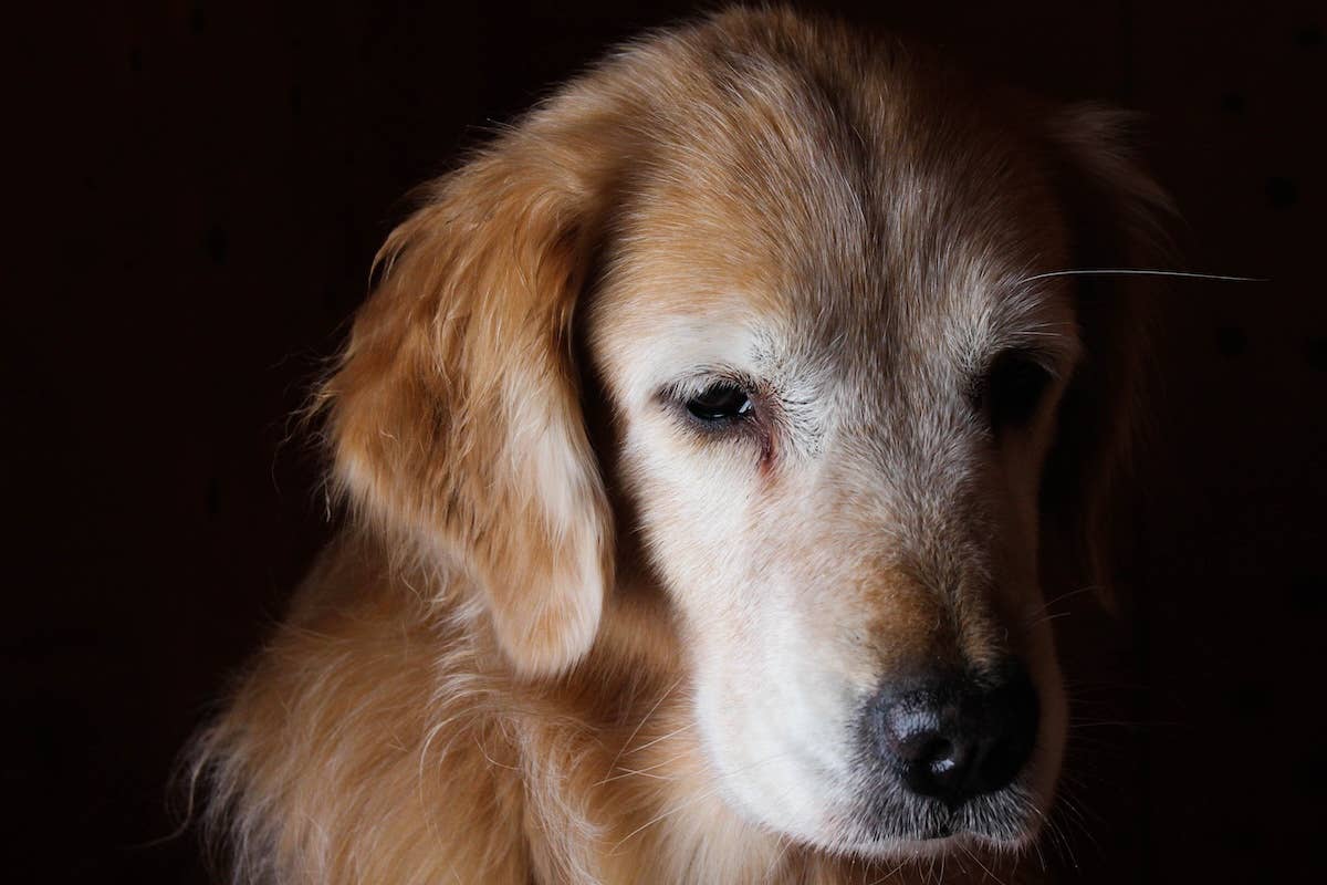 Golden Retriever Steals a Cantaloupe and Has the Snack Time of His Life