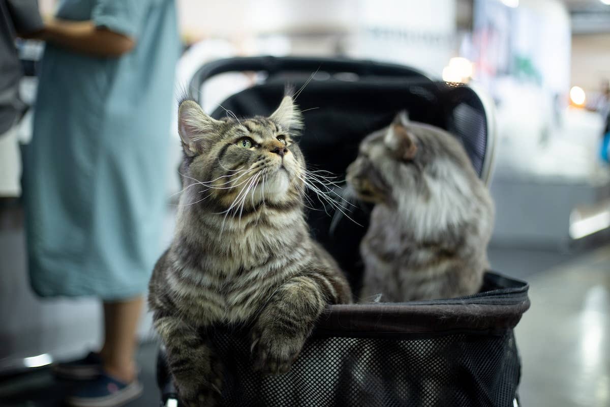 Giant Maine Coon Cats Take a Stroller Ride and Show off Their Giant ...