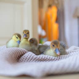 Duckling Bath Time Is the Sweetest Entertainment for Family Doodle