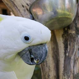 Rescue Cockatoo ‘Guards’ Little Brother From Mom Waking Him up Like a Literal Wingman