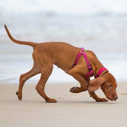 Egg Roll the Foster Puppy Goes to the Beach for the First Time and It's Incredible