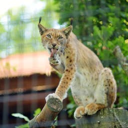 Toddler Comes Face-to-Face With a Lynx and the Moment Is Priceless