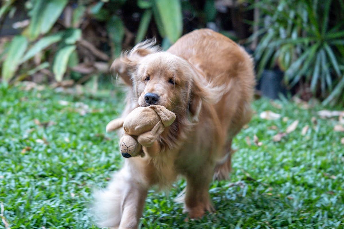 Golden Retriever’s Final Moment With Favorite UPS Driver Is Bringing ...